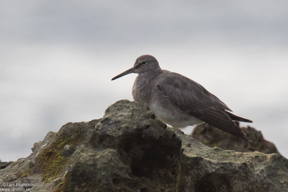 Grey-tailed Tattler