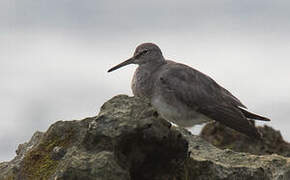 Grey-tailed Tattler