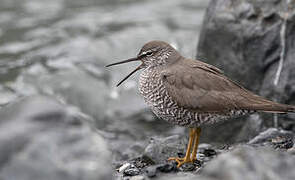 Wandering Tattler