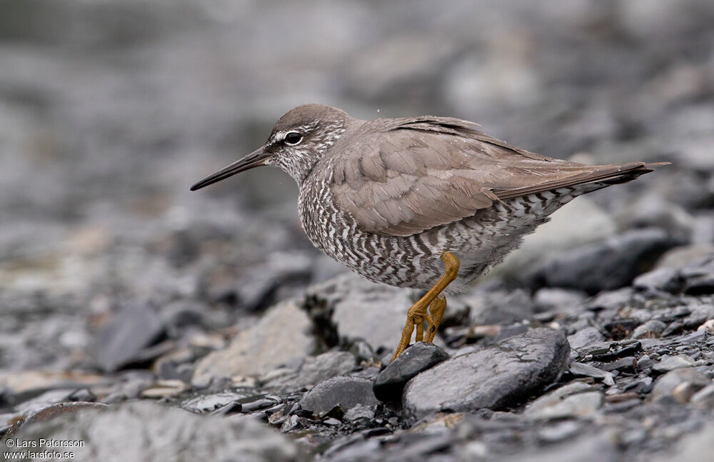 Wandering Tattler