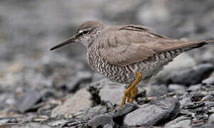 Wandering Tattler