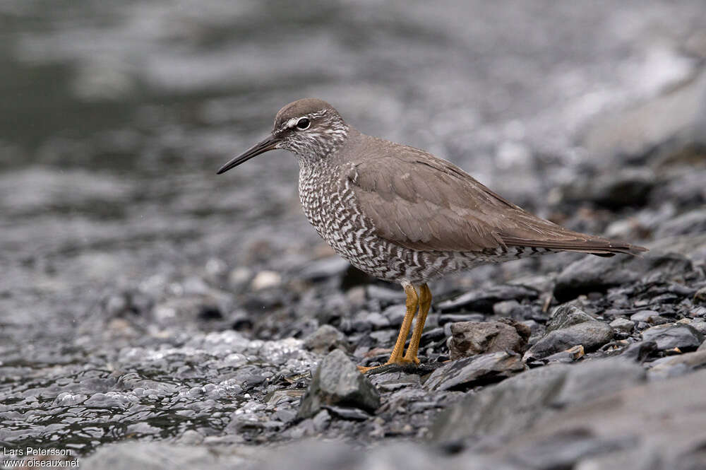 Wandering Tattleradult breeding, identification