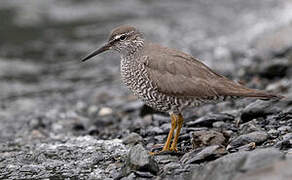 Wandering Tattler