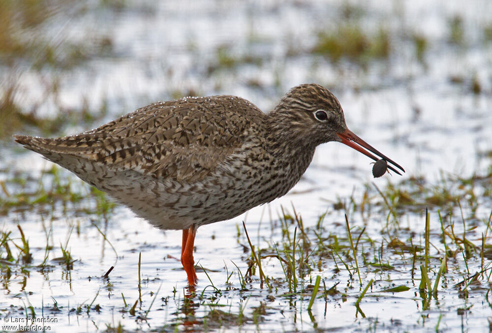 Common Redshank