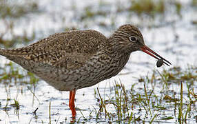 Common Redshank