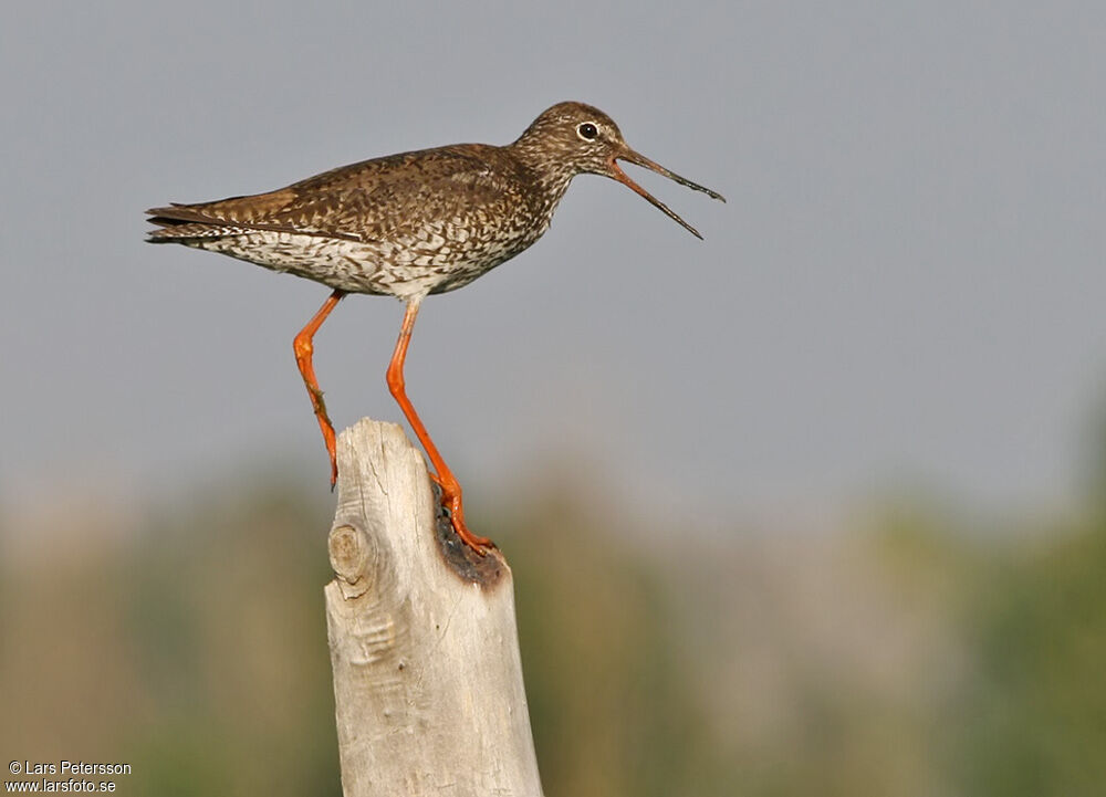 Common Redshank