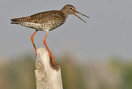 Common Redshank