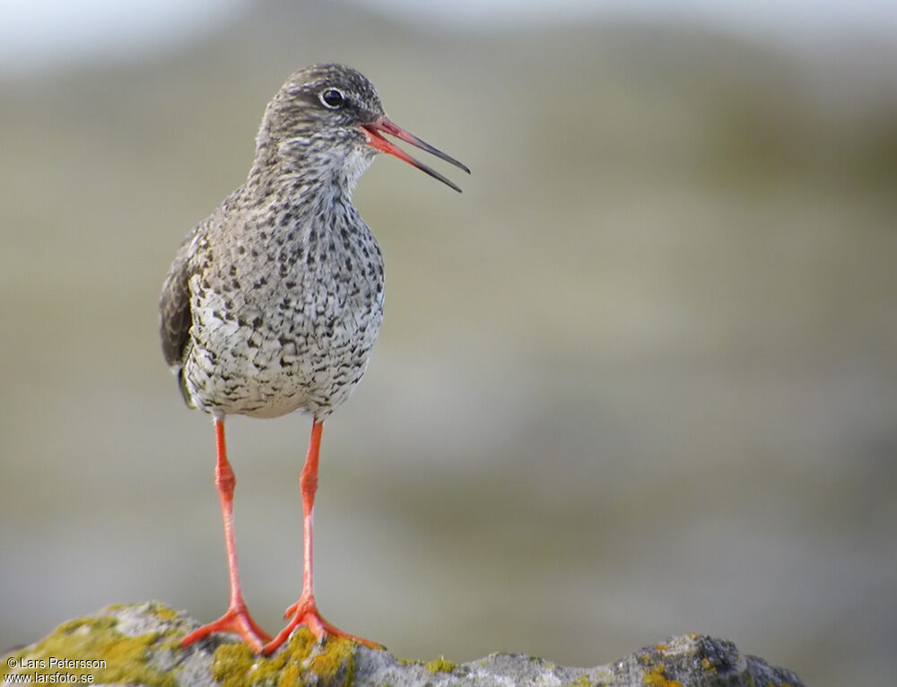 Common Redshank