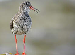 Common Redshank