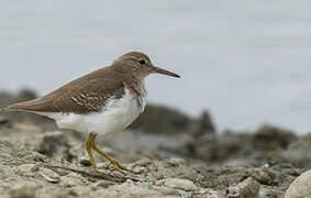 Spotted Sandpiper