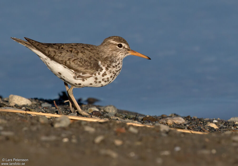 Spotted Sandpiper