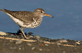 Spotted Sandpiper