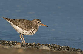 Spotted Sandpiper