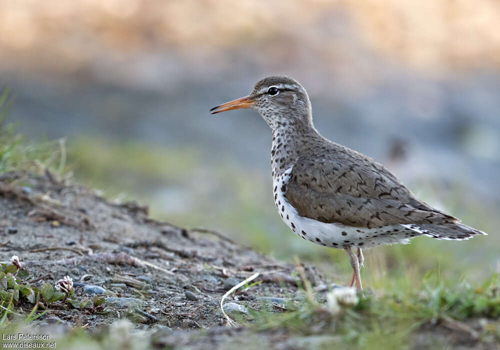 Spotted Sandpiperadult breeding, identification