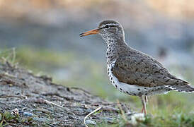 Spotted Sandpiper