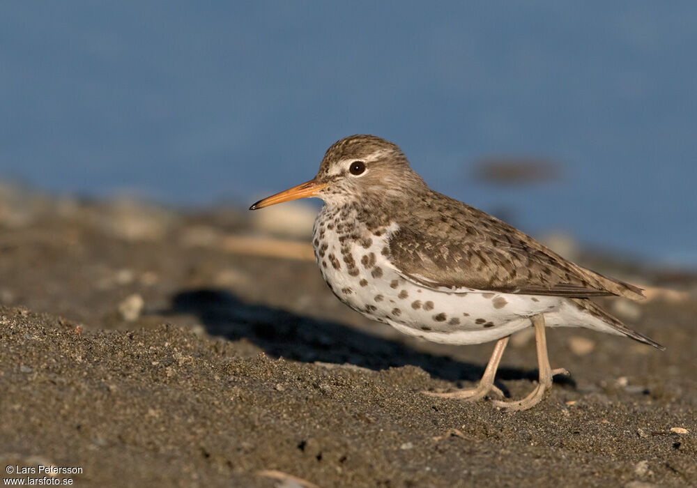 Spotted Sandpiper