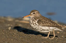 Spotted Sandpiper