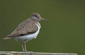 Common Sandpiper