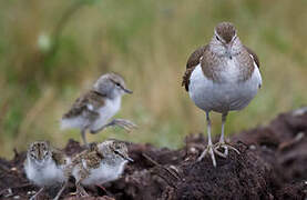 Common Sandpiper