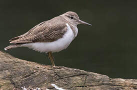 Common Sandpiper