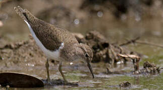 Common Sandpiper