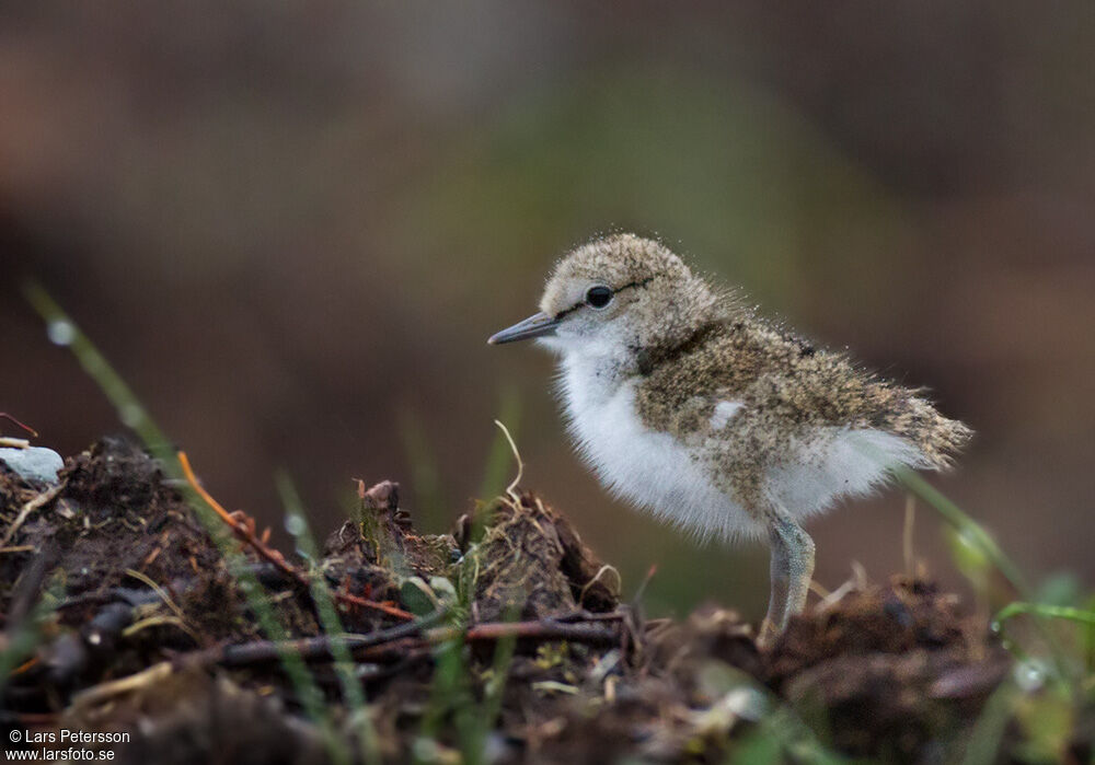 Common Sandpiper