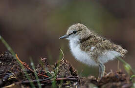 Common Sandpiper