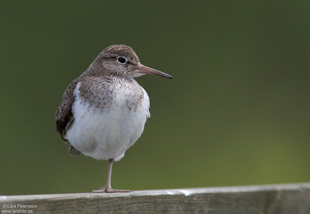 Common Sandpiper