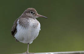 Common Sandpiper