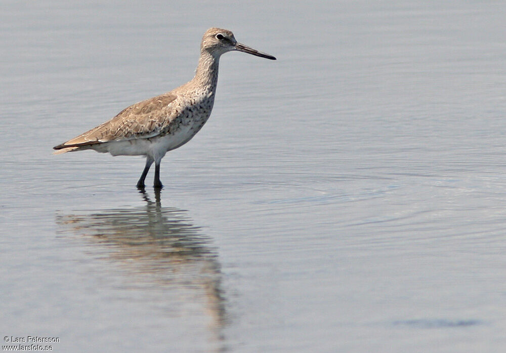 Willet