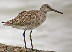 Willet