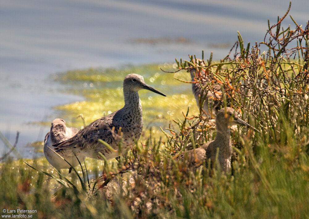 Willet