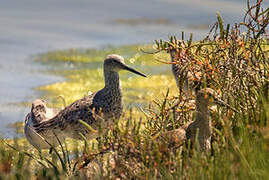 Willet