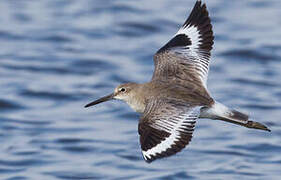 Willet