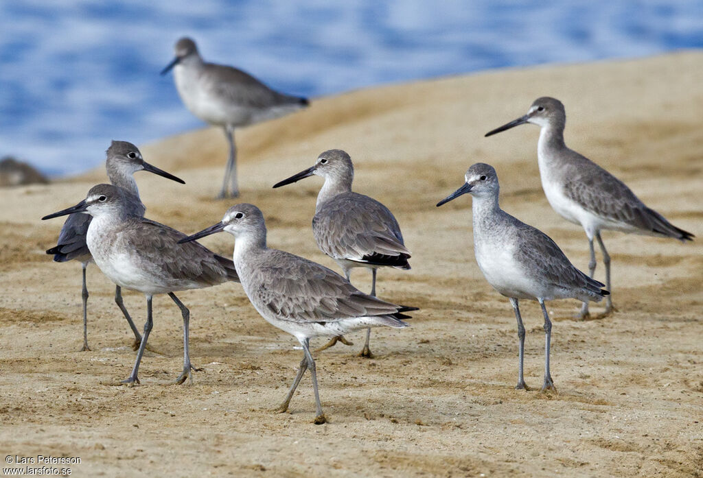 Willet