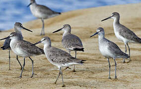 Willet