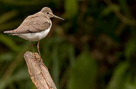 Solitary Sandpiper