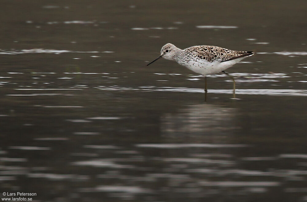 Marsh Sandpiper