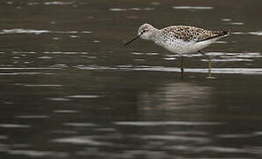 Marsh Sandpiper