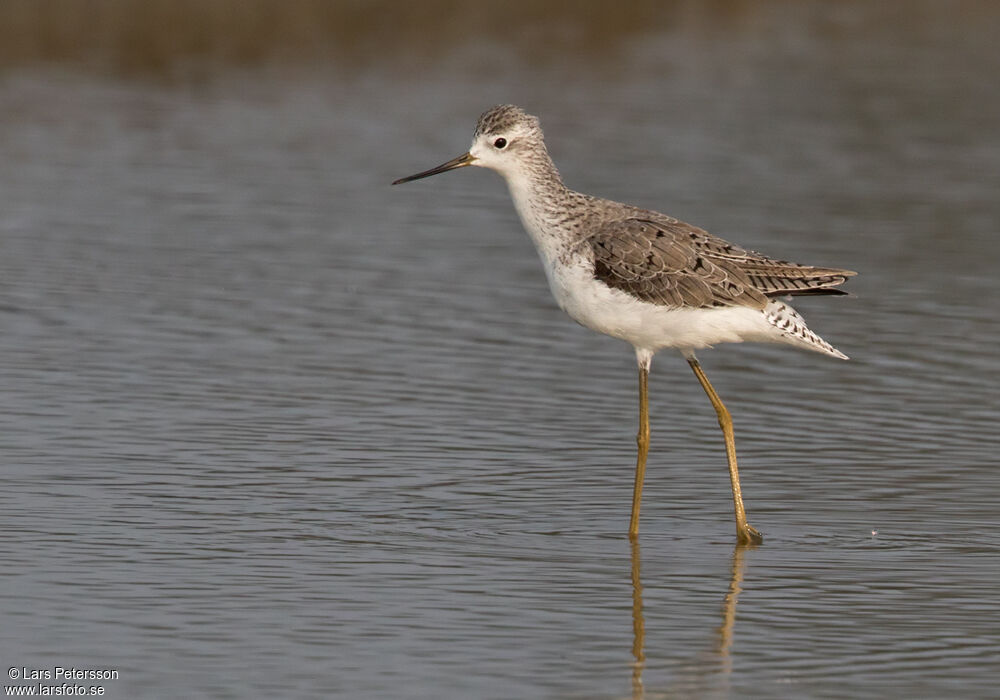 Marsh Sandpiper