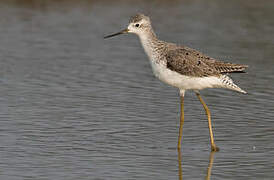 Marsh Sandpiper