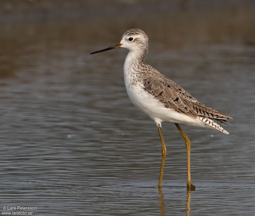 Marsh Sandpiper
