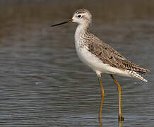 Marsh Sandpiper