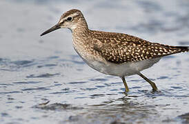 Wood Sandpiper