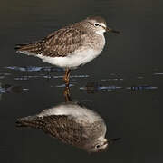 Wood Sandpiper