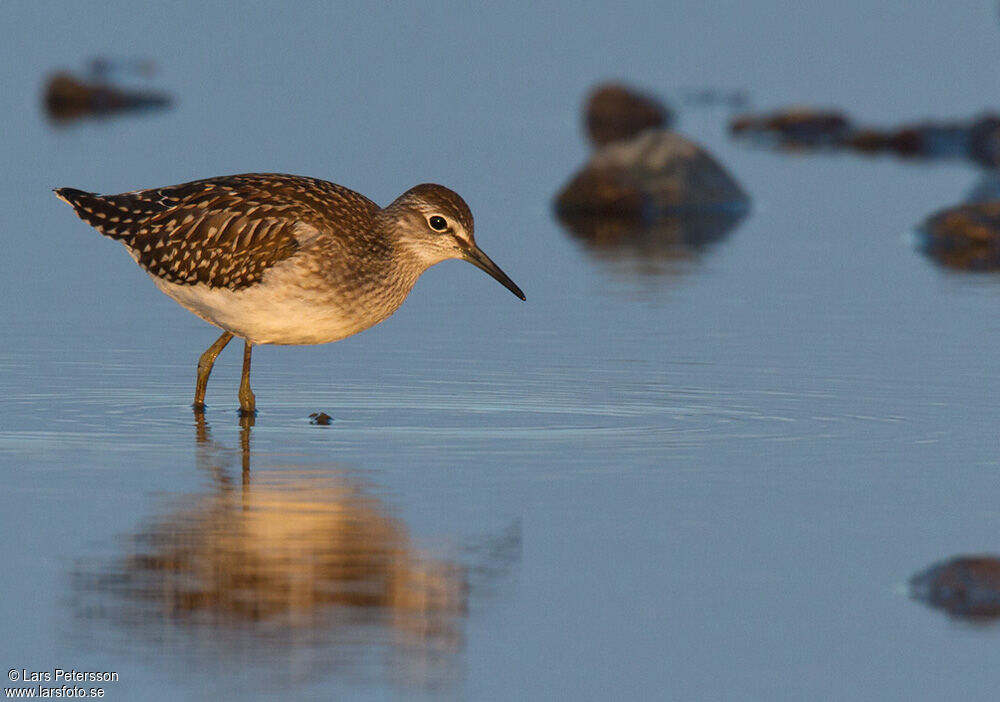 Wood Sandpiper