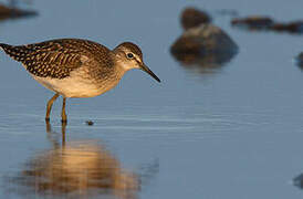 Wood Sandpiper