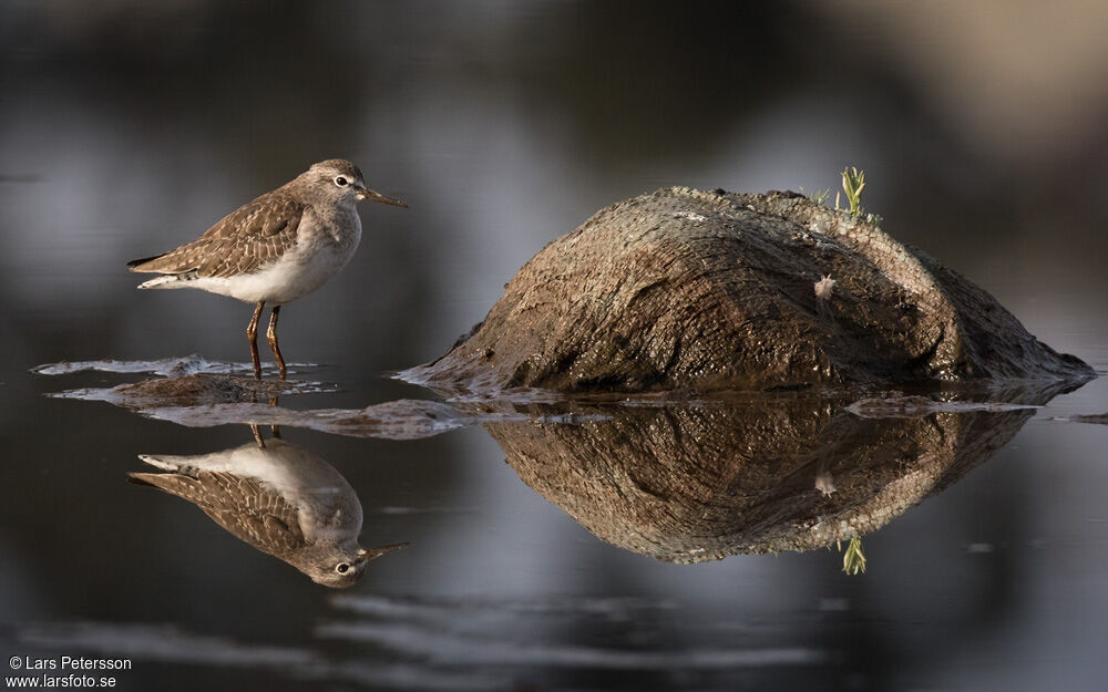 Wood Sandpiper