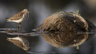 Wood Sandpiper