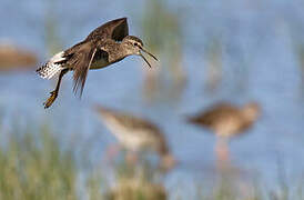 Wood Sandpiper